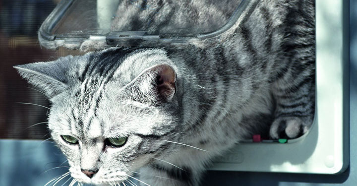 Beispielfoto Insektenschutz Erweiterung Katzenklappe